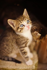 beautiful white gray striped kitten sitting on a brick, portrait of a little cat.