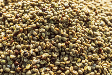 Coffee beans are drying at coffee farm..