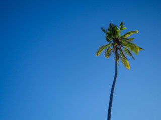 Fototapeta premium palm tree against blue sky with clouds