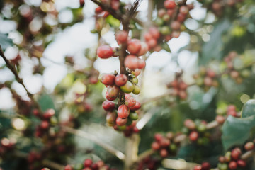 Coffee tree with ripe berries on farm..