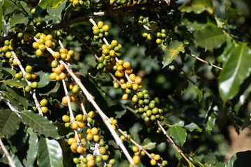 Coffee tree with ripe berries on farm..