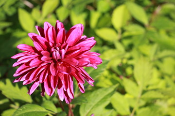 Dahlia  flowers in the garden