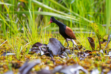 Bird photographed in Linhares, Espirito Santo. Southeast of Brazil. Atlantic Forest Biome. Picture made in 2014.
