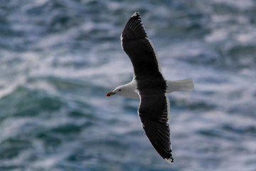 Great black-backed gull in flight