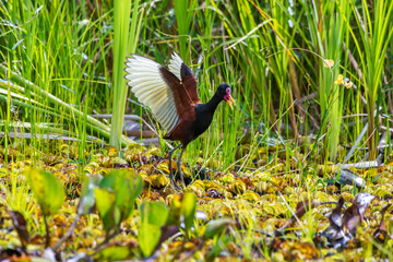 Bird photographed in Linhares, Espirito Santo. Southeast of Brazil. Atlantic Forest Biome. Picture made in 2014.