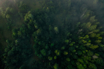 Top view of colorful mixed forest shrouded in morning fog on a beautiful autumn day