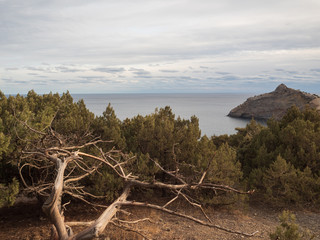 Autumn view of the sea coast of Crimea. Autumn landscape, pine trees, mountains, sea in a cloudy day