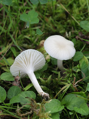 Cuphophyllus virgineus, known as the snowy waxcap, wild mushroom from Finlands