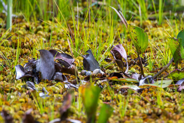  Eggs in the nest photographed in Linhares, Espirito Santo. Southeast of Brazil. Atlantic Forest Biome. Picture made in 2014.