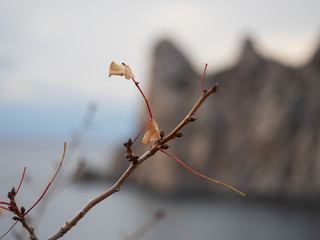 Obraz premium Autumn branch with a yellow leaf on a background of sea and mountains on a cloudy day