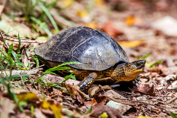 Turtle photographed in Linhares, Espirito Santo. Southeast of Brazil. Atlantic Forest Biome. Picture made in 2014.