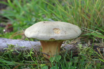 Xerocomus subtomentosus, known as suede bolete, brown and yellow bolet, boring brown bolete or yellow-cracked bolete, wild edible mushroom from Finland
