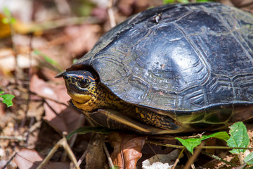 Turtle photographed in Linhares, Espirito Santo. Southeast of Brazil. Atlantic Forest Biome. Picture made in 2014.