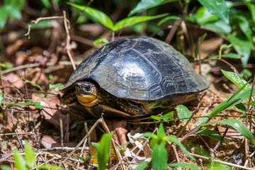 Tartaruga-de-patas-malhadas (Rhinoclemmys punctularia) | painted wood turtle