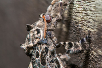 Moth photographed in Linhares, Espirito Santo. Southeast of Brazil. Atlantic Forest Biome. Picture made in 2014.