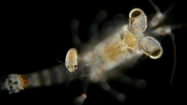 Mizida shrimp and the parasitic Isopoda larva under a microscope, at the stage of kryptonium, at this stage it searches for crayfish or crabs that serve as the final hosts of this type of parasite, at