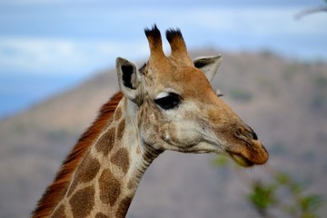 Obraz premium giraffe in Africa
