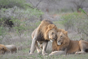 lion in africa