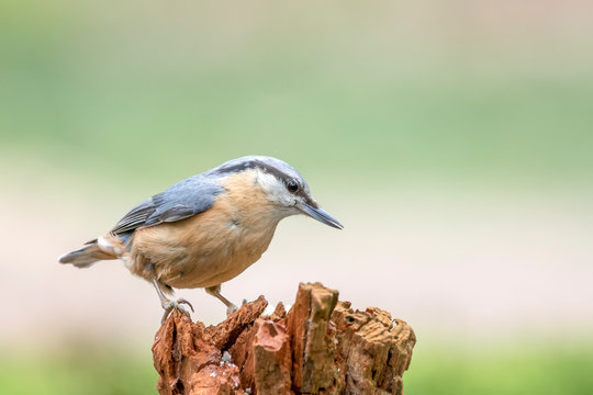 Eurasian Nuthatch (Sitta europaea) on a branch in the forest of Noord Brabant in the Netherlands. Green background with writing space. © Albert Beukhof