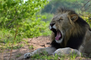 lion in africa