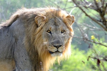 Fototapeta premium lion in africa