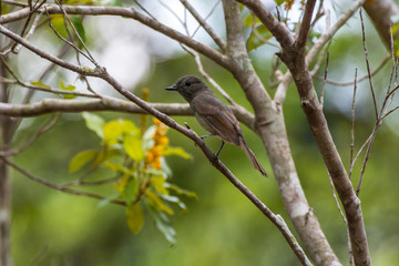 Bird photographed in Linhares, Espirito Santo. Southeast of Brazil. Atlantic Forest Biome. Picture made in 2014.