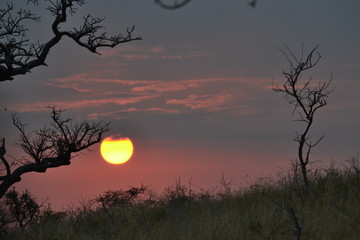 africa safari sunrise