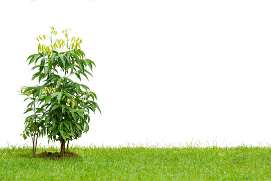 Young lychee tree growing on a lawn isolated on white background