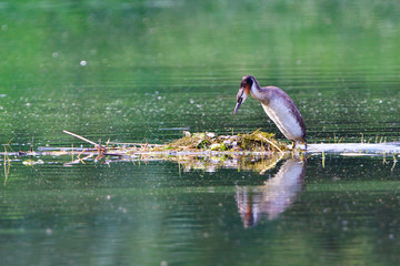 Haubentaucher beim Nestbau