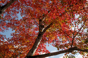紅葉