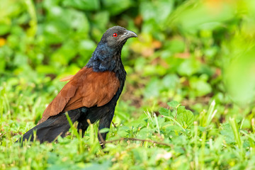Greater Coucal perching on the ground with bright red eye staring at the camera