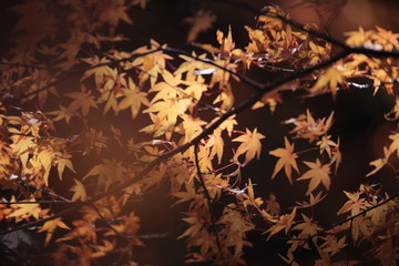 Autumnal landscape of Suizawa maple valley in the Mie Prefecture of Japan © YAMASA