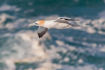 gannet over the sea