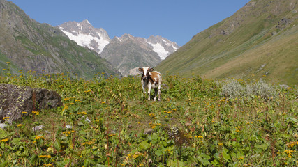 cow in the mountains