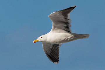 seagull in flight