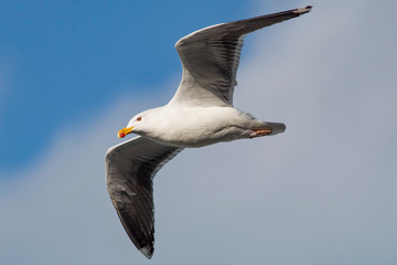 Great black-backed gull in flight
