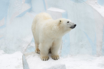 Fototapeta na wymiar Funny white bear. Polar bear in a funny pose.