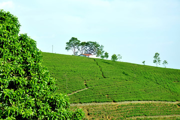 Fototapeta na wymiar hills area tea plantations
