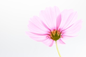 pink flower isolated on white background