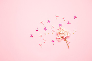 Top view minimal composition with flower lilac branch on a pink background with place for text