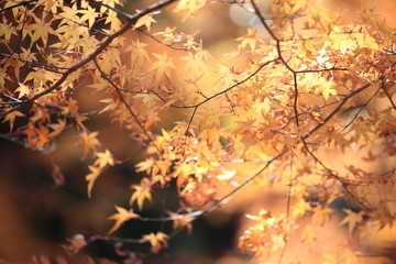 Autumnal landscape of Suizawa maple valley in the Mie Prefecture of Japan