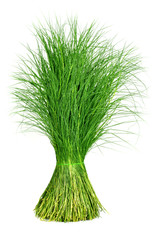 Fototapeta premium green grass
