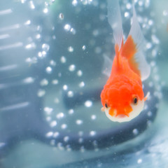a golden fish with white stripe in a fish tank an oxygen bubble in background.