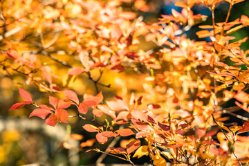 leaf in autumn fall season