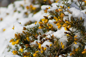 gorse in the snow