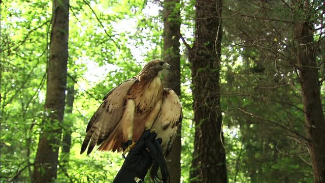 hawk on trainers arm flapping wings
