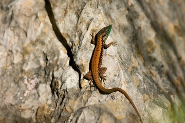Snake eye lizard Mediterranean