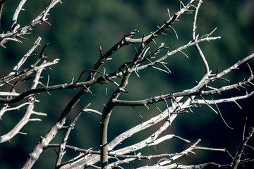 Dry tree branches close up