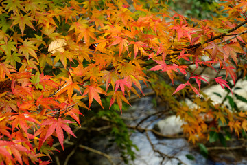 川に掛かる紅葉