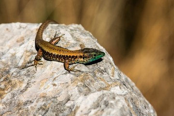 Snake eye lizard Mediterranean
